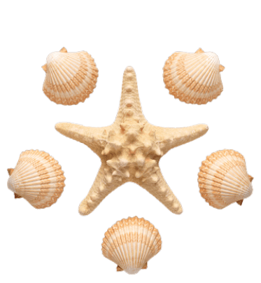 shells01